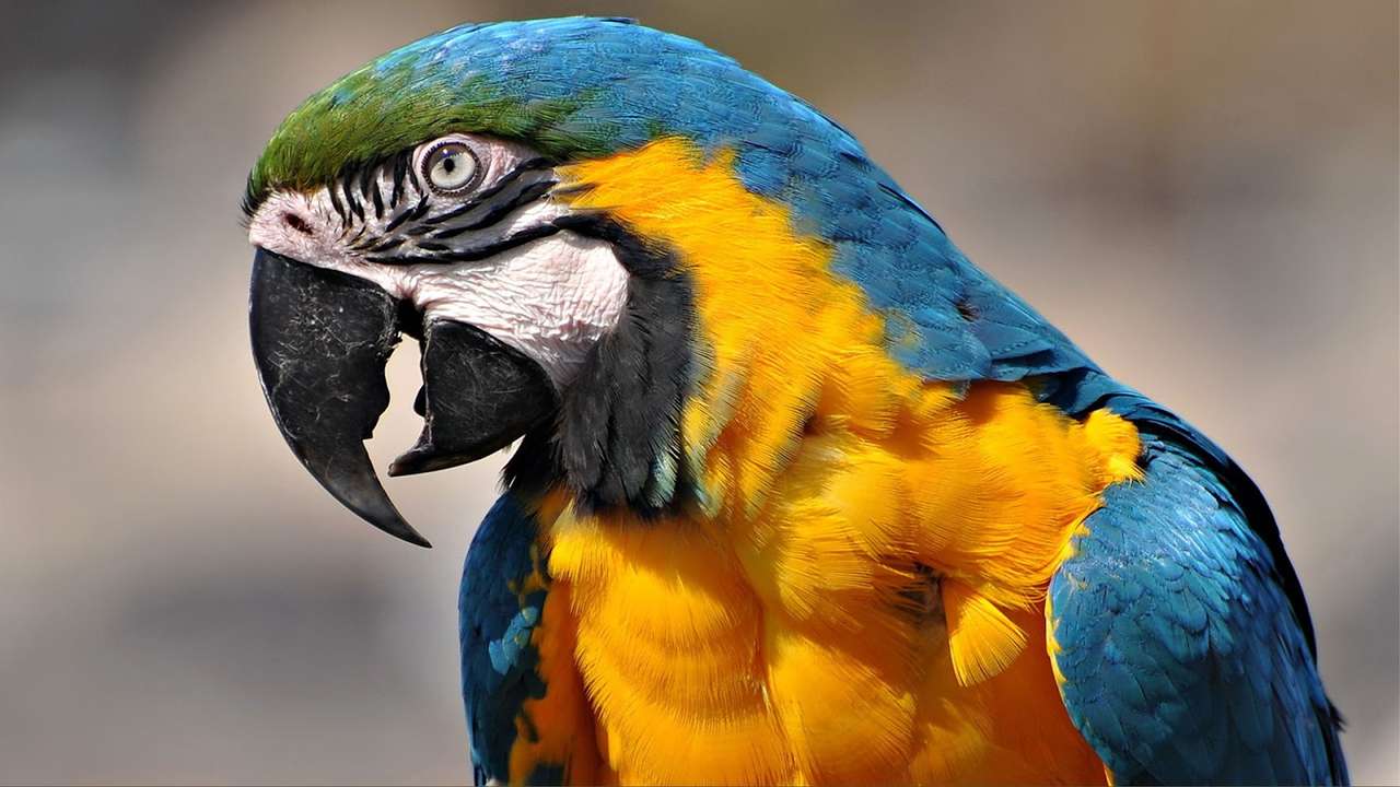 egzotyczne ptaki puzzle online