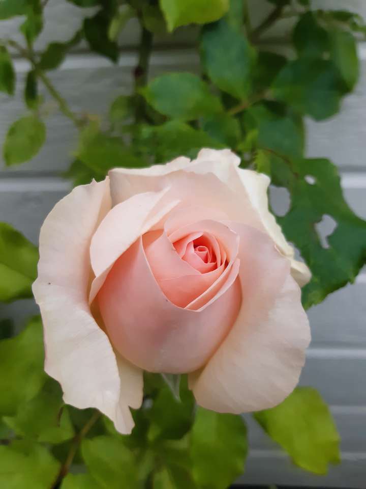 Róża pod inną nazwą puzzle online ze zdjęcia