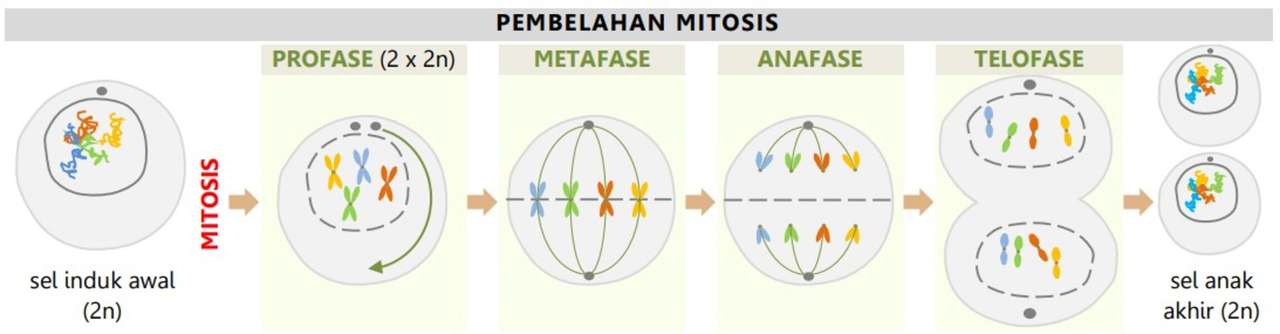 PEMBELAHAN SEL MITOZA puzzle online