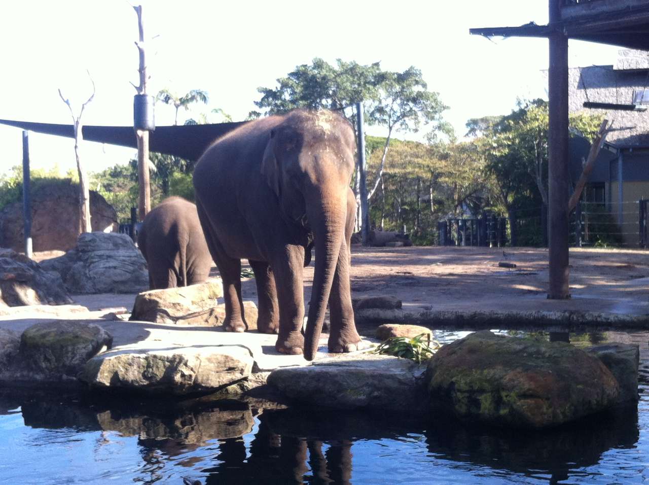 Słonie w zoo Taronga puzzle online