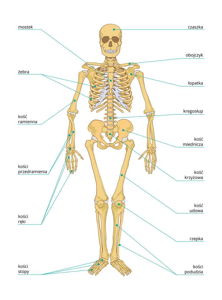 szkielet puzzle online