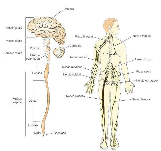System nerwowy puzzle online ze zdjęcia