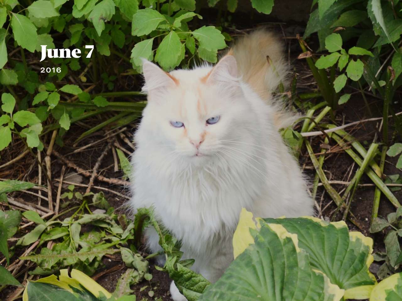 Piękny kot Skye puzzle online ze zdjęcia