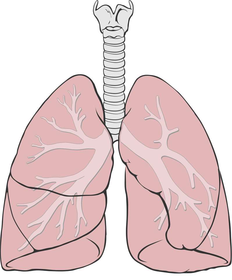 Anatomia płuc puzzle online ze zdjęcia