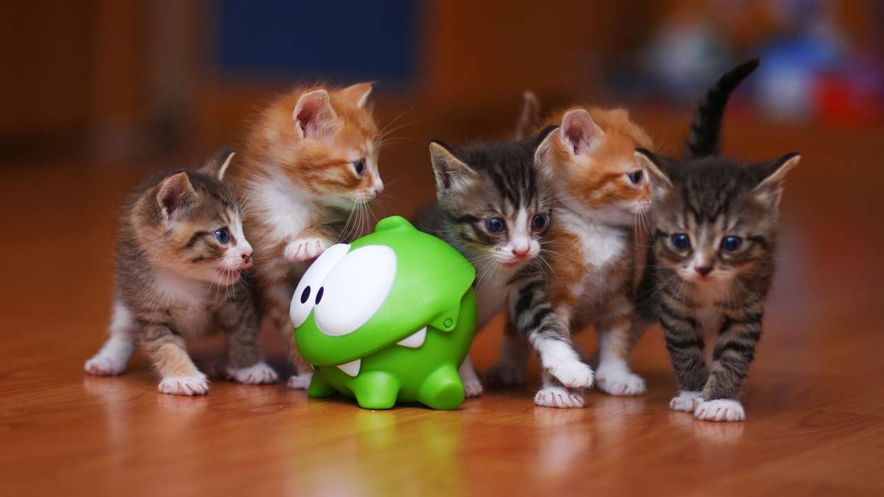 Pięć kociaków puzzle online ze zdjęcia