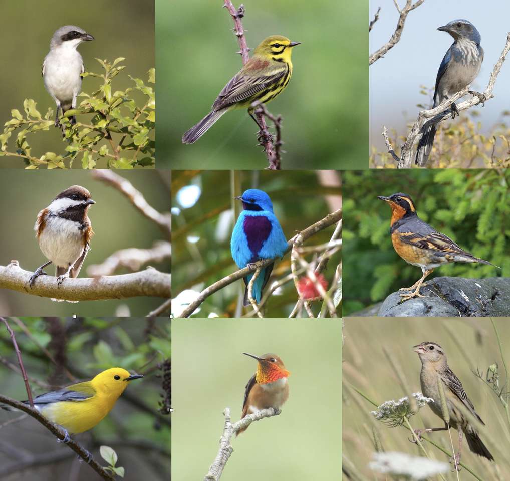 Przerozne ptaki puzzle online ze zdjęcia