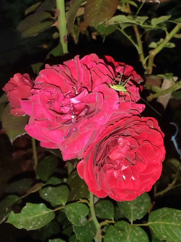 Róża nocą puzzle online ze zdjęcia