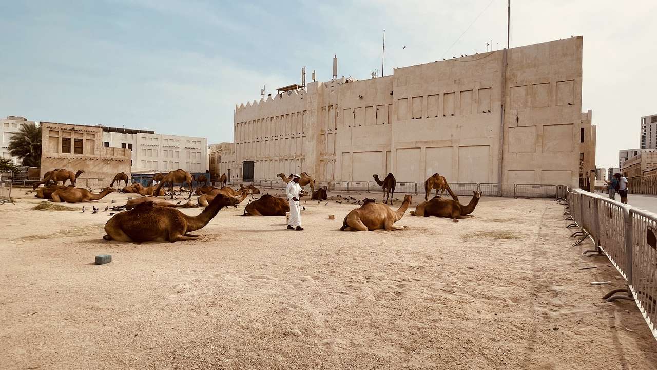 Wielbłądy na suku waqif puzzle online ze zdjęcia