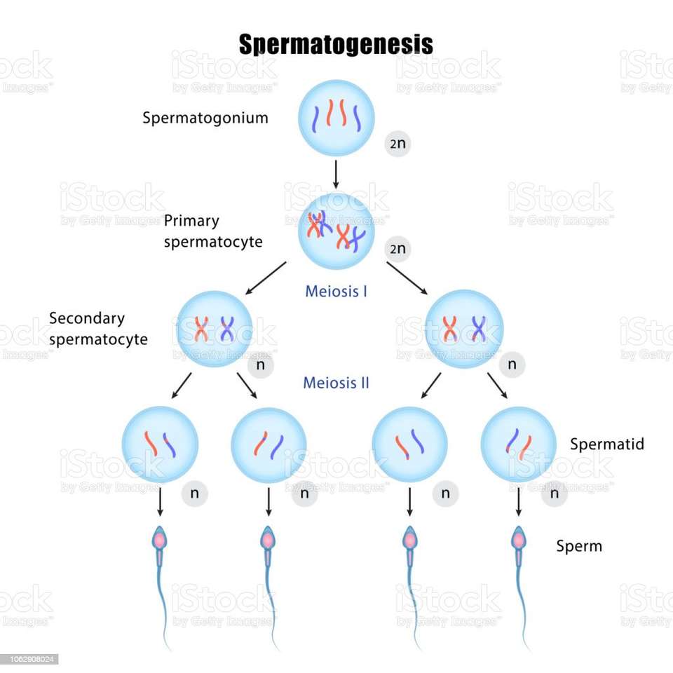 Spermatogeneza puzzle online