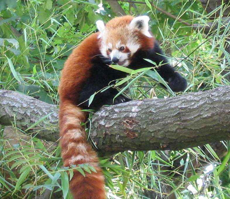 Czerwona panda puzzle online