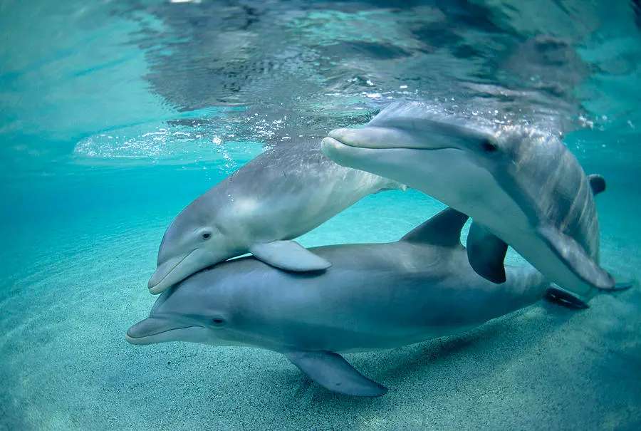 Delfiny puzzle online ze zdjęcia