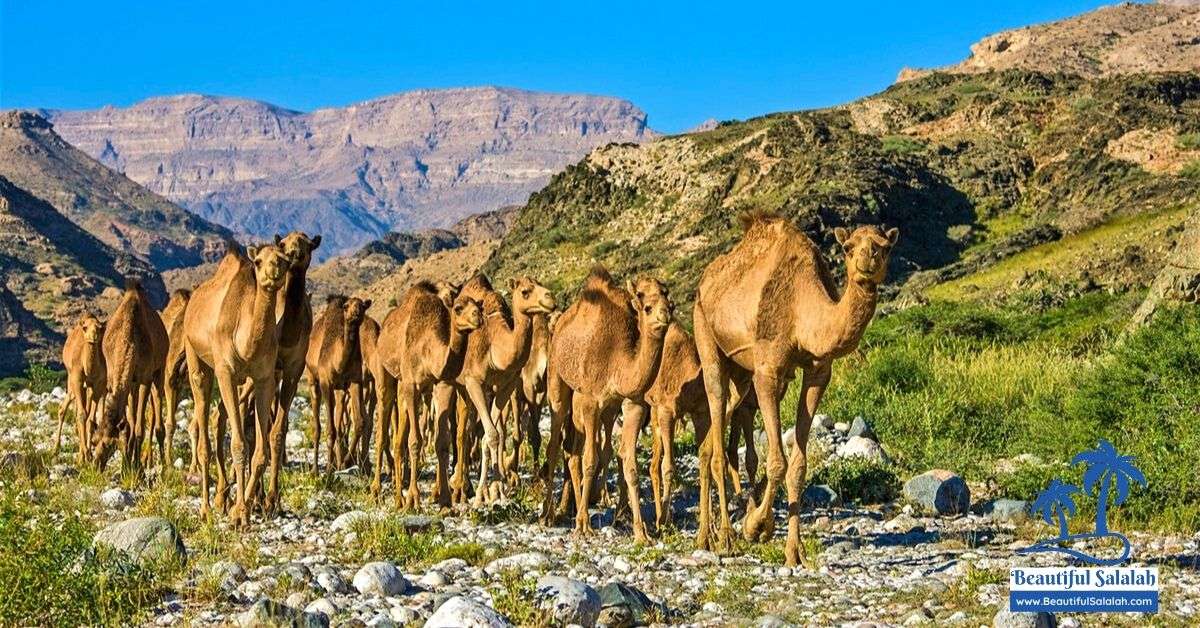 wielbłądy w salalah puzzle online ze zdjęcia
