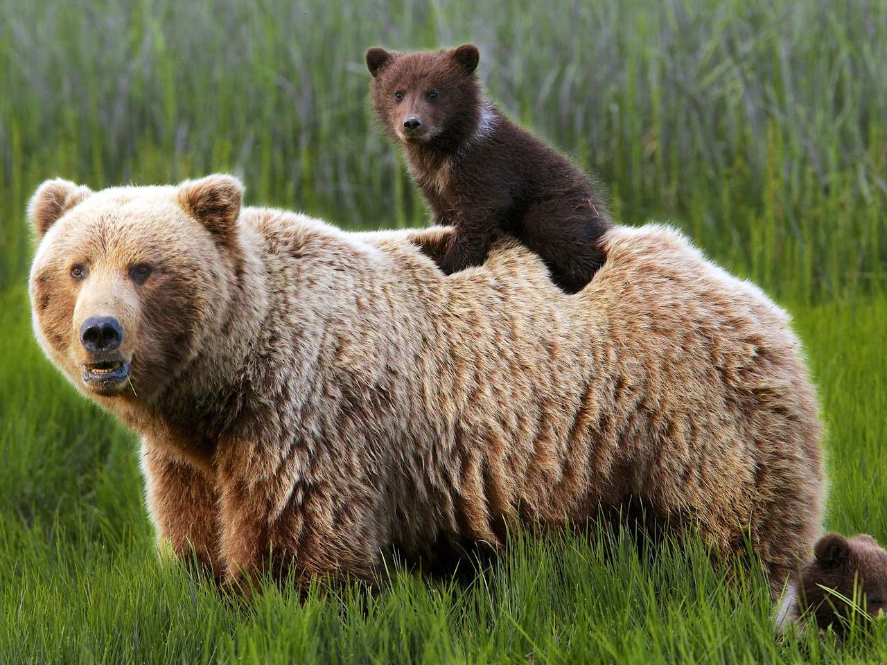 Dwa niedźwiedzie puzzle online ze zdjęcia