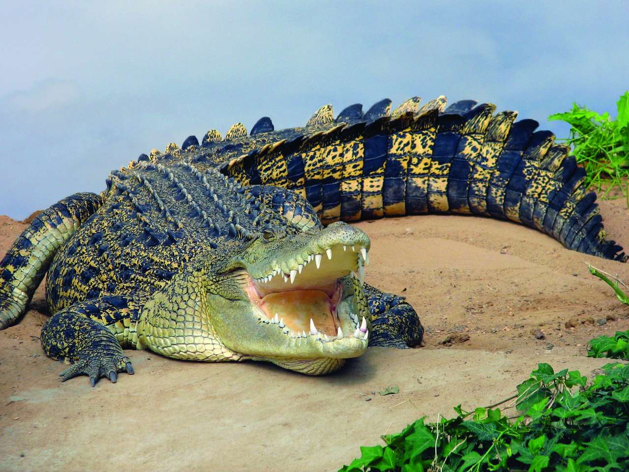 Krokodyl puzzle online ze zdjęcia