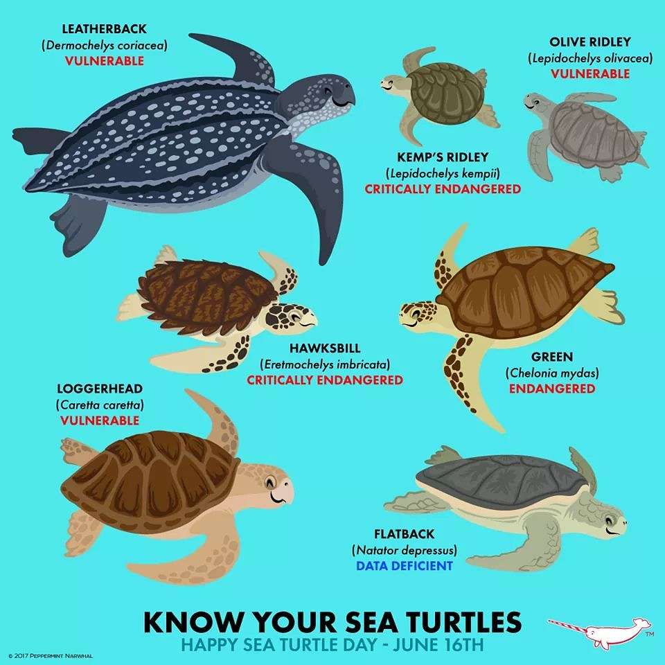 zagadka żółwia morskiego puzzle online ze zdjęcia