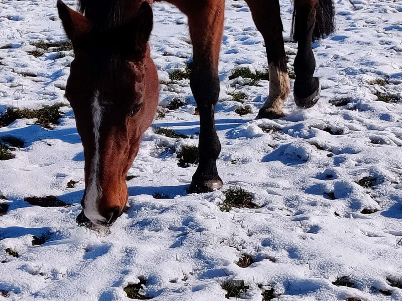 Konie w śniegu puzzle online