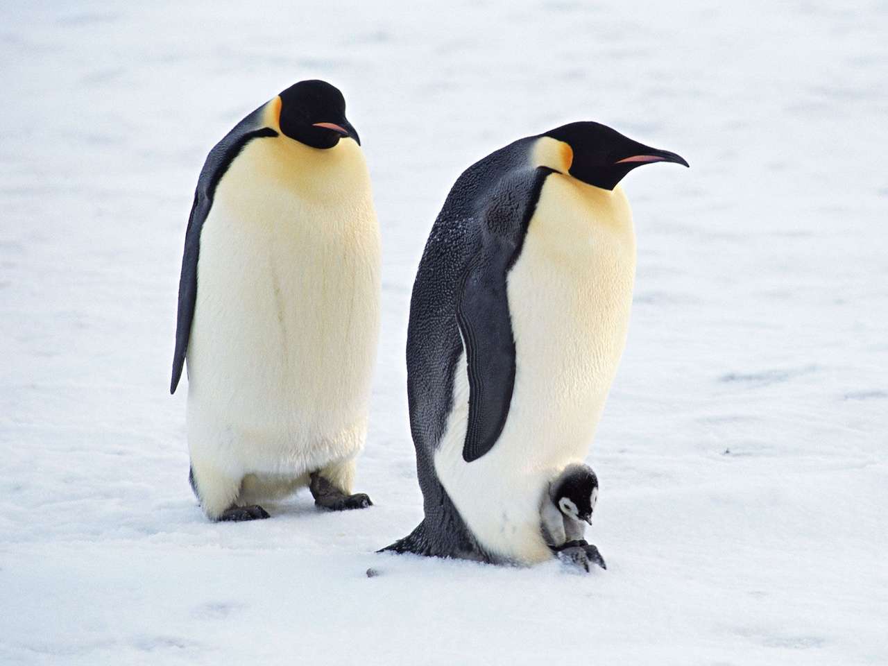 Kolonia pingwinów w RPA puzzle online