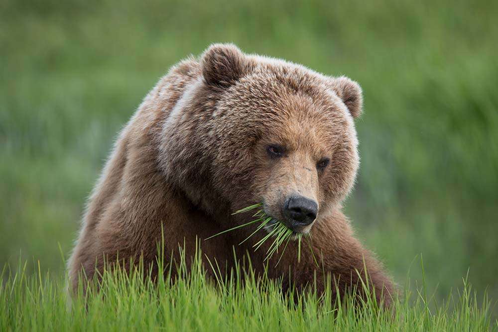 niedźwiedź w trawie puzzle online