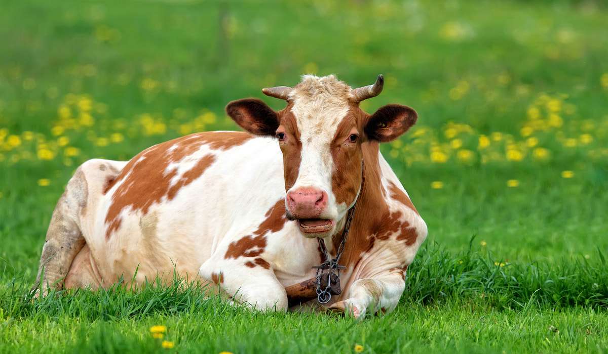 To jest krowa na farmie puzzle online