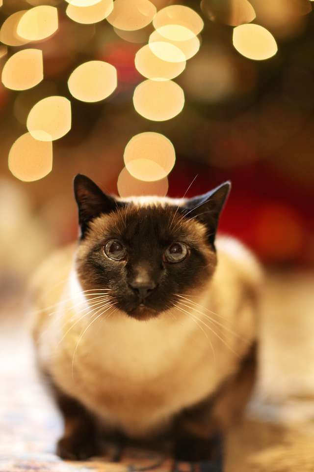 kot świąteczny puzzle online ze zdjęcia