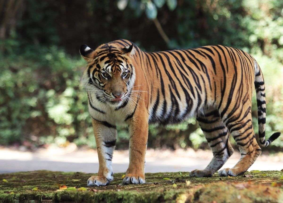 Tygrys sumatrzański puzzle online