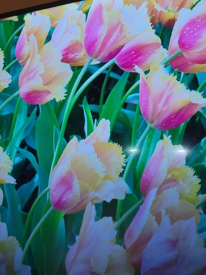 wygaszacz ekranu tulipan puzzle online ze zdjęcia