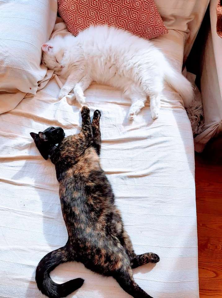 koty na łóżku puzzle online ze zdjęcia