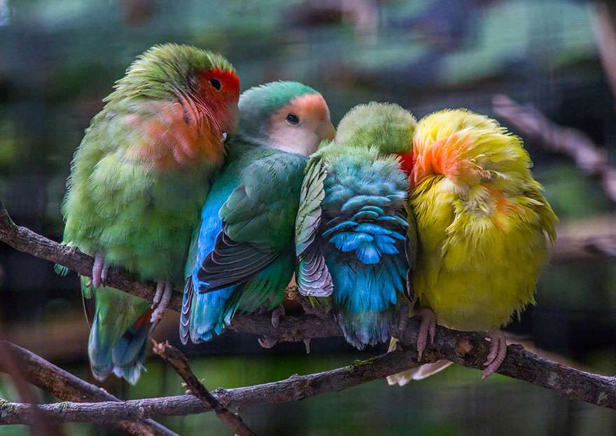 ładne ptaki puzzle online
