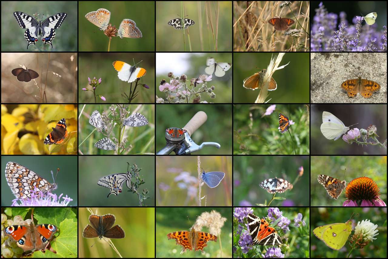 Motyle mix puzzle online ze zdjęcia
