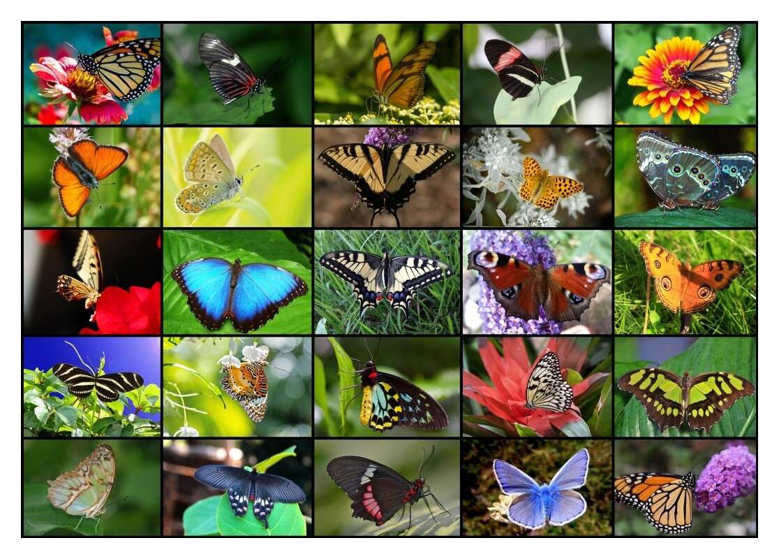 Motyle mix puzzle online ze zdjęcia