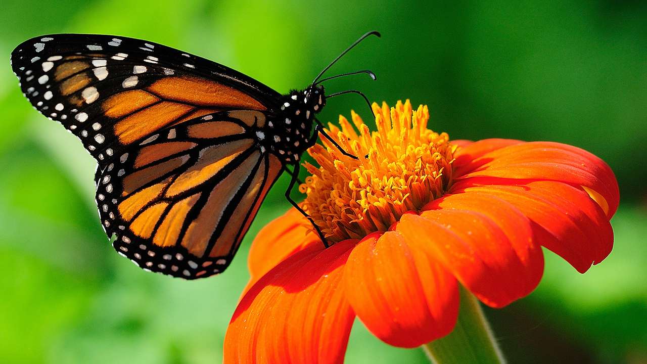 Motyl w kwiatku puzzle online