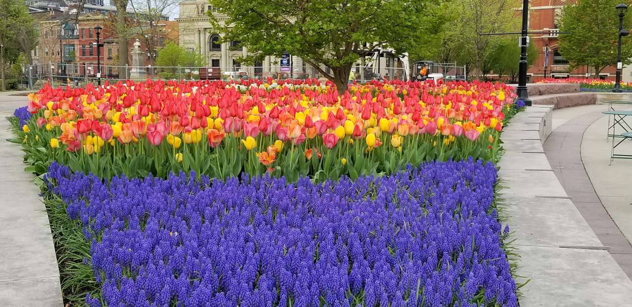 Tulipany w Parku Waszyngtona puzzle online ze zdjęcia