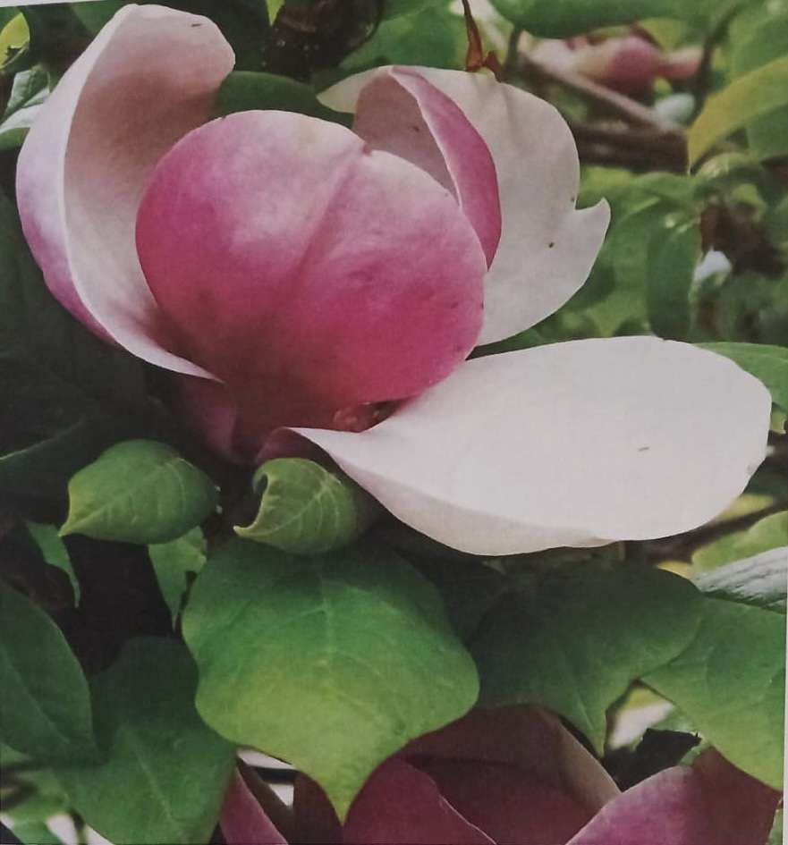 Magnolia puzzle online ze zdjęcia
