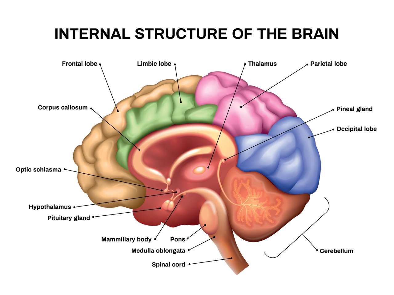 Układanka Anatomia mózgu puzzle online ze zdjęcia