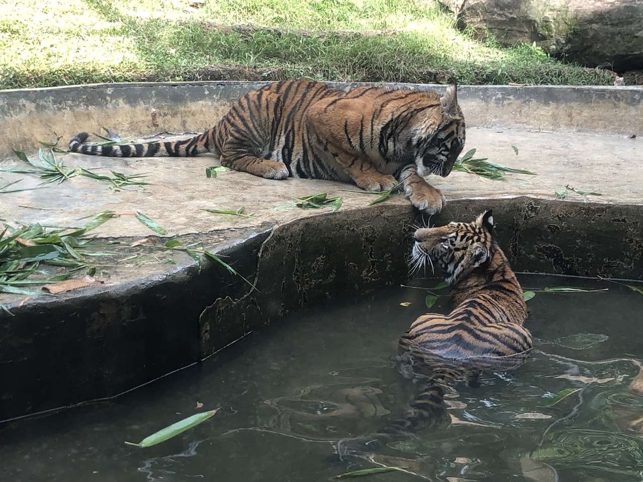 Dwa tygrysy puzzle