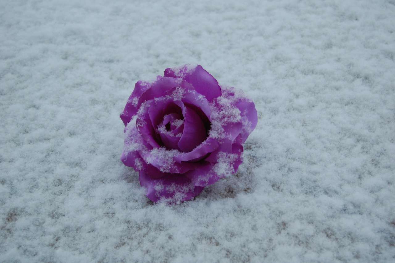 zimowa róża puzzle online ze zdjęcia
