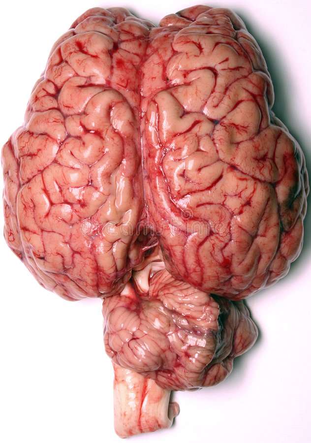 Zagadka mózgu puzzle online ze zdjęcia