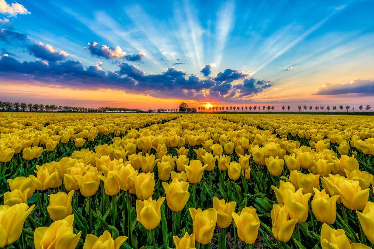 Pole tulipanów jasnych puzzle online