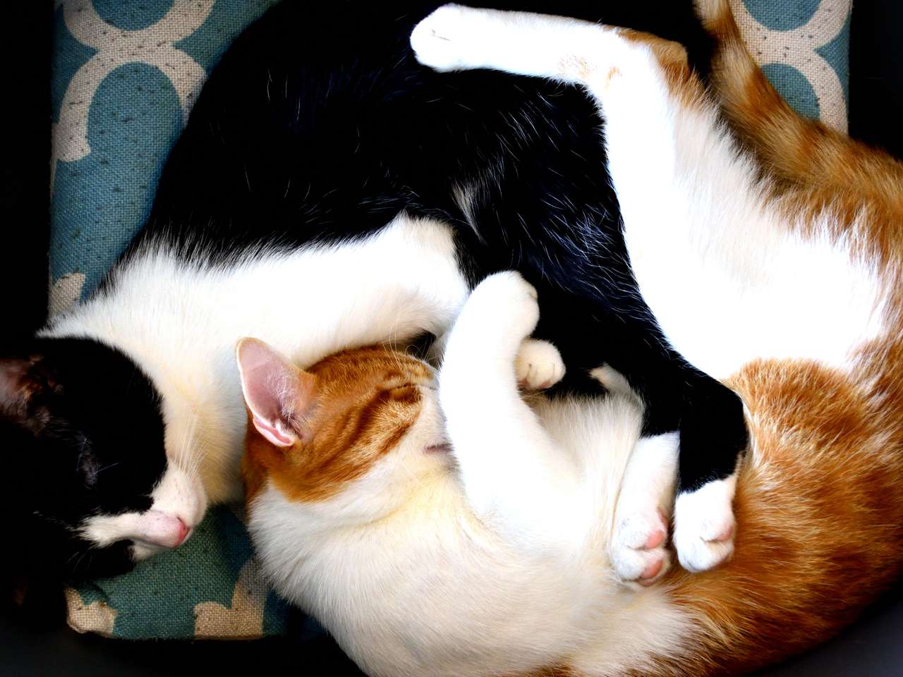 koty śpią puzzle online ze zdjęcia