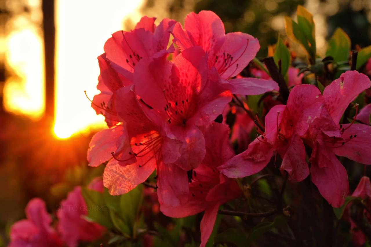 Kwiat Azalii puzzle online ze zdjęcia