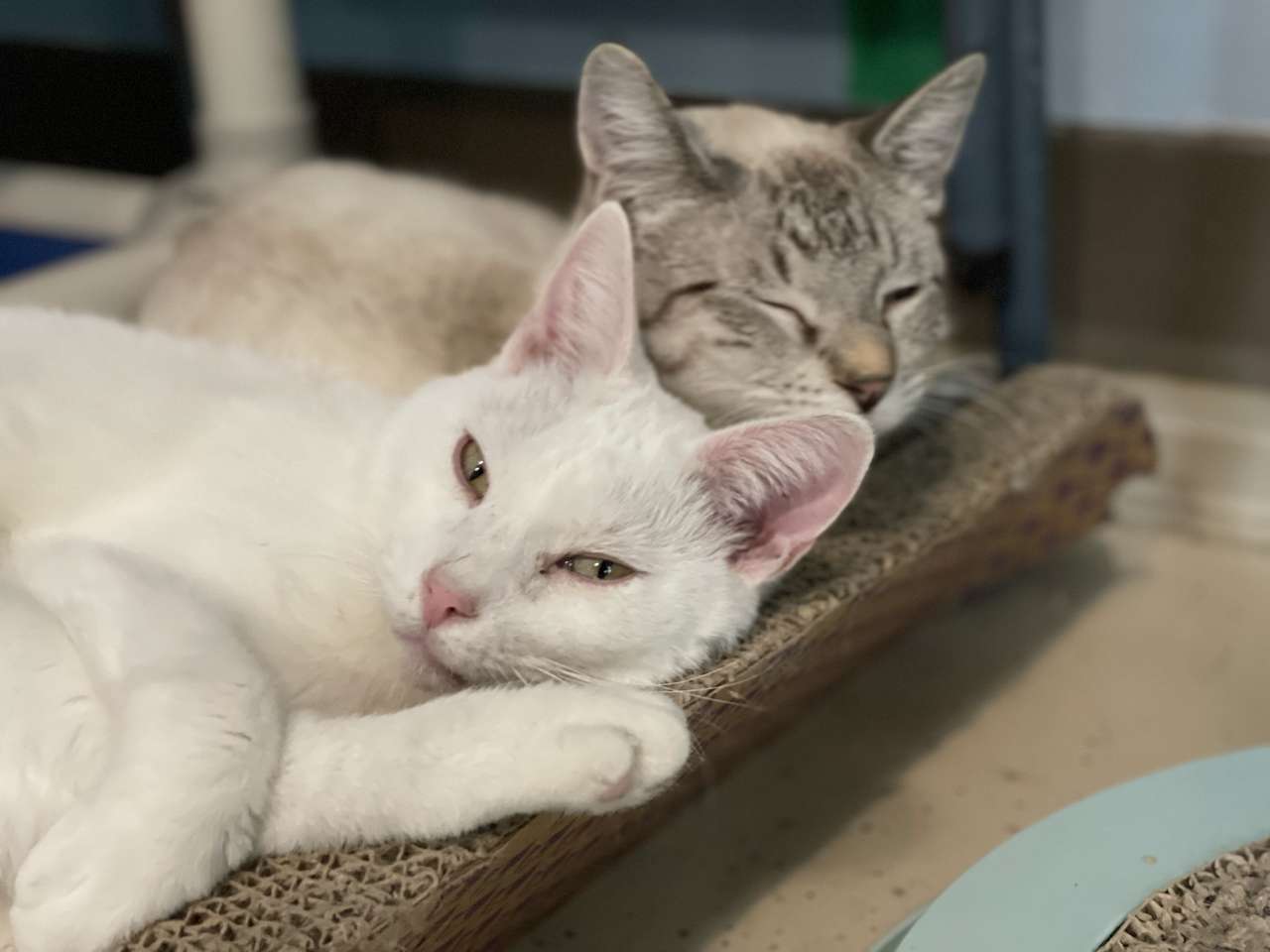 2 koty ładnie się do siebie przytulają puzzle online ze zdjęcia