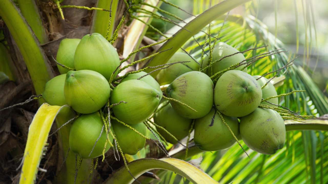 kokos na drzewie puzzle online