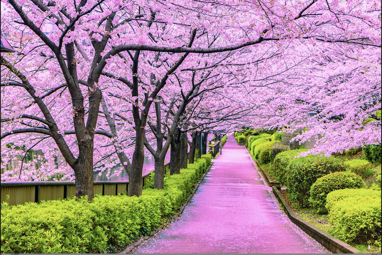Japońskie kwiaty wiśni puzzle online ze zdjęcia