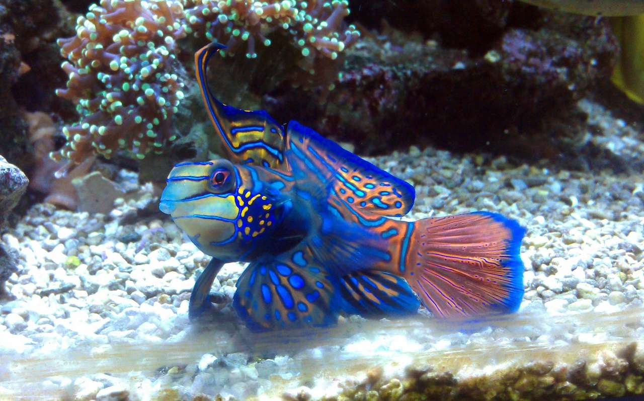Piękne ryby pływające w ruchu puzzle online ze zdjęcia