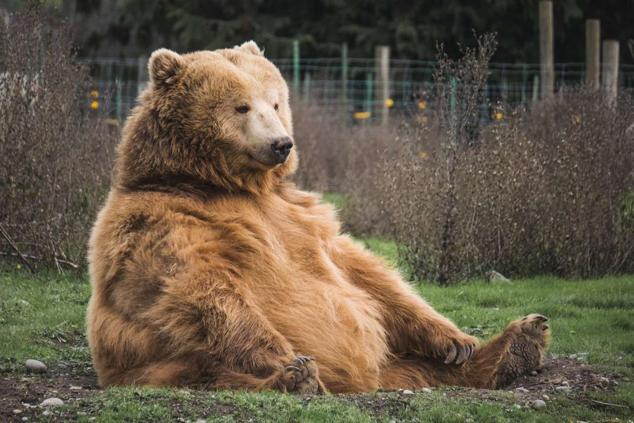 Niedźwiedź siedzi puzzle online