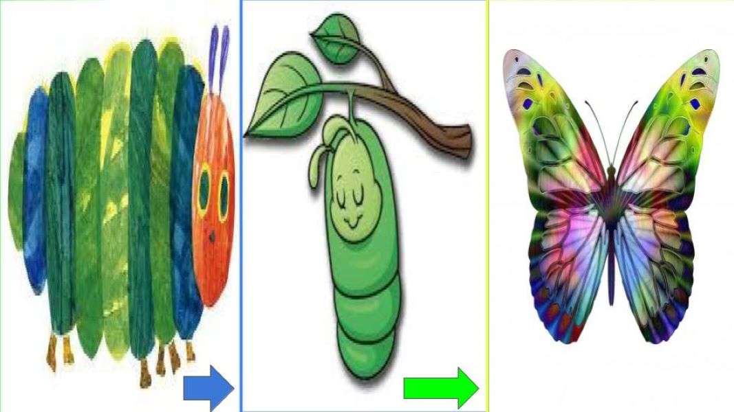 Od gąsienicy przez kokon do motyla puzzle online