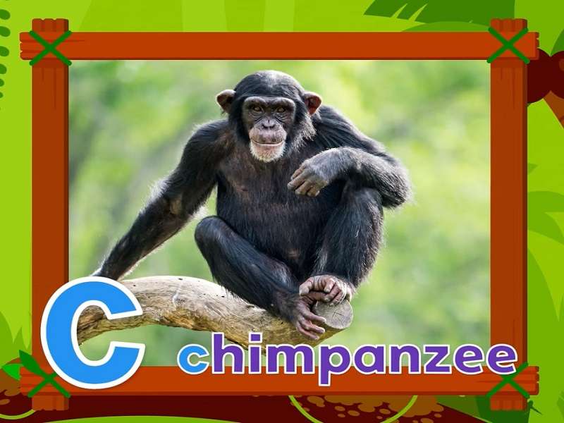 c jest dla szympansa puzzle online ze zdjęcia