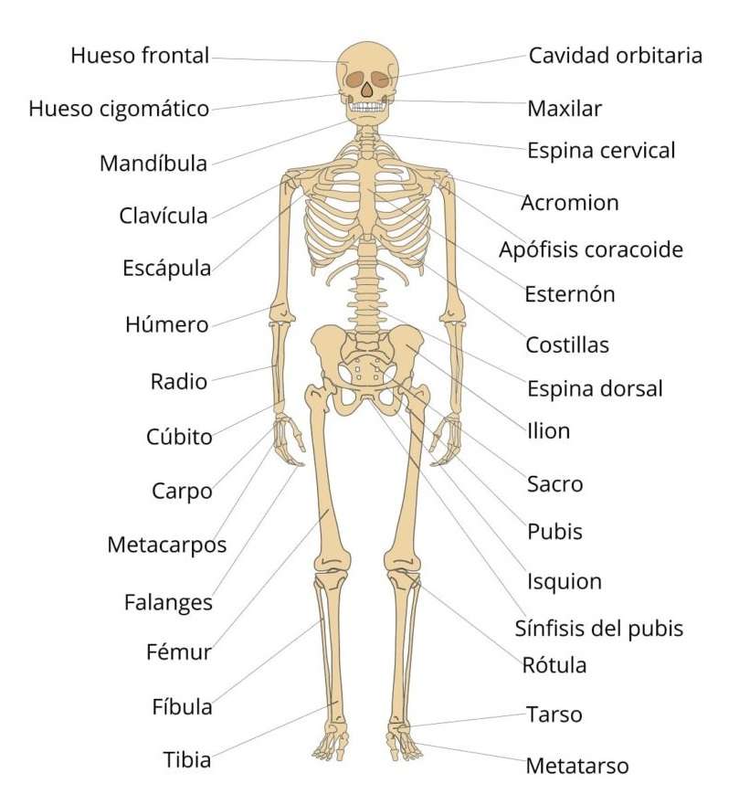 układ kostny puzzle online