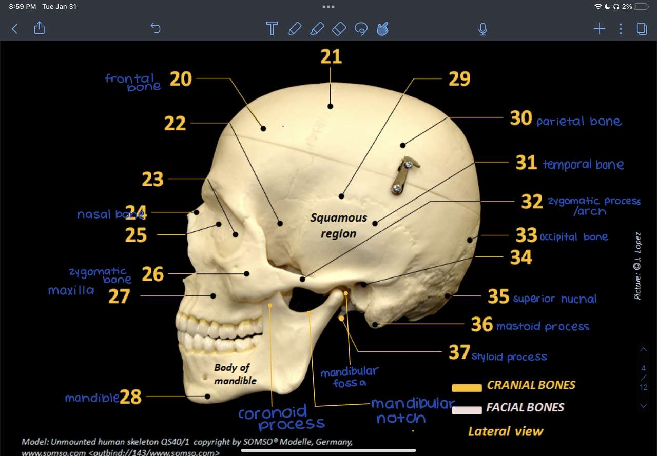Zadanie z anatomii puzzle online ze zdjęcia