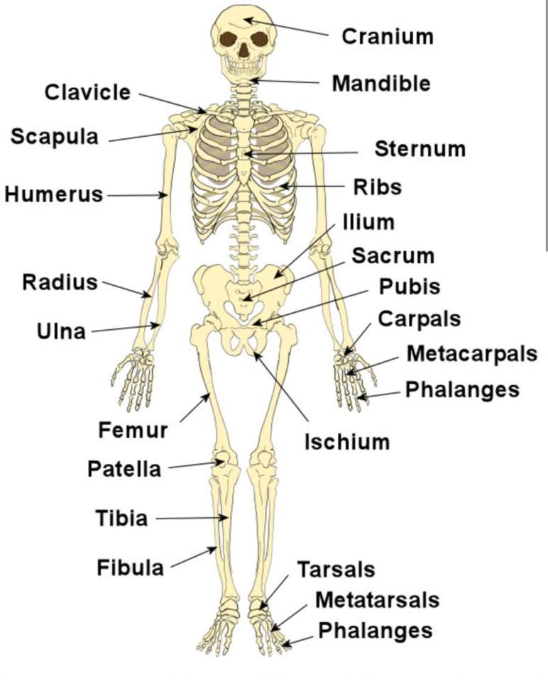 anatomia szkieletu puzzle online ze zdjęcia